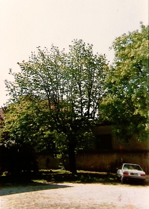 0000.00.00 Spazi Cortile Ala Vecchia Alberi