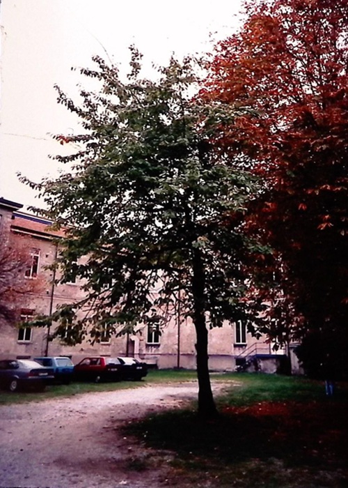 0000.00.00 Spazi Cortile Ala Vecchia Da Ingresso Carrale