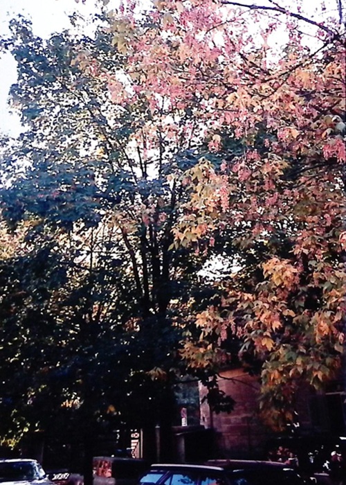 0000.00.00 Spazi Viale Di Accesso Al Liceo 1