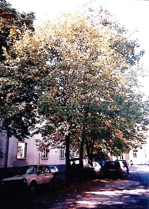 0000.00.00 Spazi Viale Di Accesso Al Liceo 2