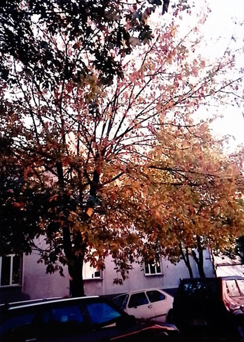 0000.00.00 Spazi Viale Di Accesso Al Liceo 5